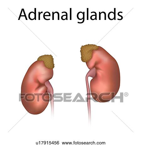 Stock Photograph - Adrenal glands, illustration. Fotosearch