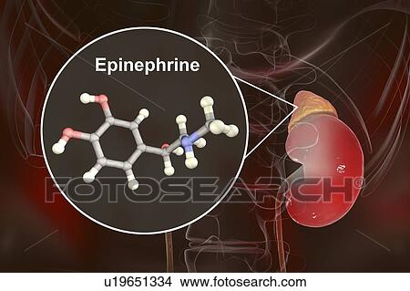 Adrenaline and adrenal gland, illustration View Large Photo Image Picture - Adrenaline and adrenal gland, illustration. Fotosearch