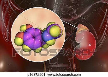 Stock Image - Adrenaline and adrenal gland, illustration. Fotosearch