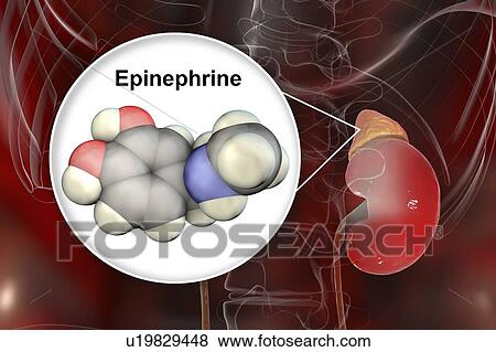Stock Photo - Adrenaline and adrenal gland, illustration. Fotosearch