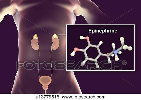 Stock Photograph - Adrenaline and adrenal glands, illustration. Fotosearch