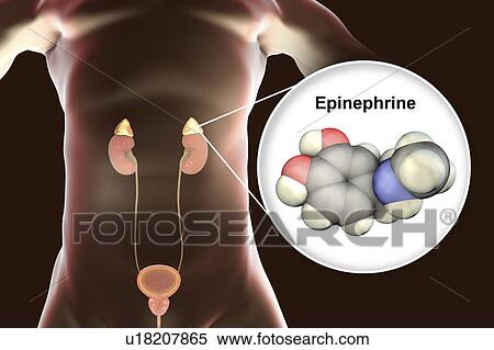 Adrenaline and adrenal glands, illustration View Large Photo Image Stock Photography - Adrenaline and adrenal glands, illustration. Fotosearch