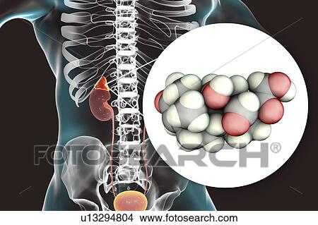 Aldosterone hormone and adrenal gland, illustration View Large Photo Image Picture - Aldosterone hormone and adrenal gland, illustration. Fotosearch
