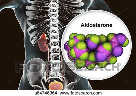 Picture - Aldosterone hormone and adrenal gland, illustration. Fotosearch