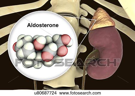 Aldosterone hormone and adrenal gland, illustration View Large Photo Image Picture - Aldosterone hormone and adrenal gland, illustration. Fotosearch