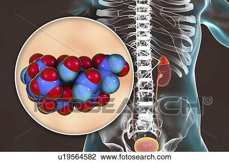 Aldosterone hormone and adrenal gland, illustration View Large Photo Image Stock Image - Aldosterone hormone and adrenal gland, illustration. Fotosearch