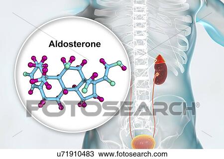 Stock Image - Aldosterone hormone and adrenal gland, illustration. Fotosearch