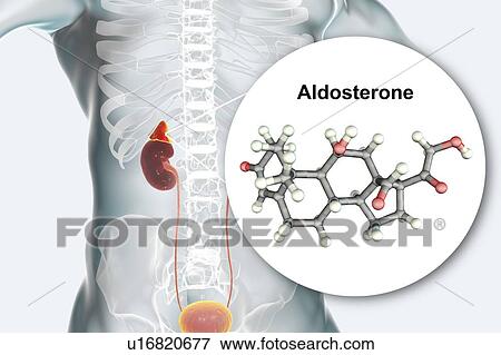 Aldosterone hormone and adrenal gland, illustration View Large Photo Image Stock Photo - Aldosterone hormone and adrenal gland, illustration. Fotosearch