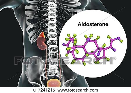 Aldosterone hormone and adrenal gland, illustration View Large Photo Image Stock Photography - Aldosterone hormone and adrenal gland, illustration. Fotosearch