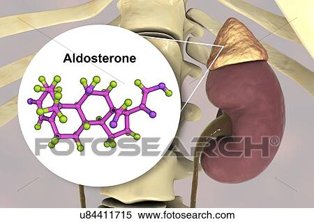 Aldosterone hormone and adrenal gland, illustration View Large Photo Image Stock Photography - Aldosterone hormone and adrenal gland, illustration. Fotosearch
