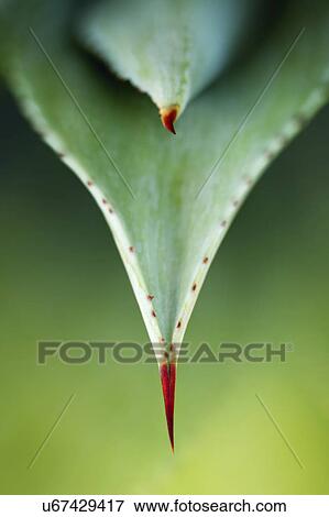 Stock Photo - Aloe leaf, close up.. Fotosearch