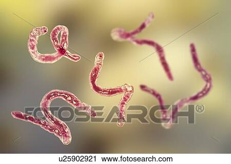 Stock Image - Ancylostoma hookworm, illustration. Fotosearch