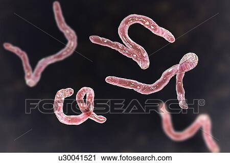 Ancylostoma hookworm, illustration View Large Photo Image Stock Image - Ancylostoma hookworm, illustration. Fotosearch