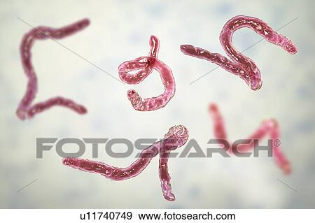 Stock Photo - Ancylostoma hookworm, illustration. Fotosearch