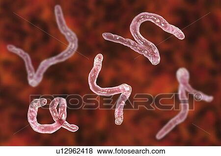 Stock Photo - Ancylostoma hookworm, illustration. Fotosearch