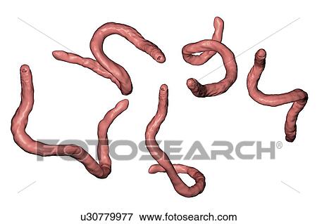 Ancylostoma hookworm, illustration View Large Photo Image Stock Photo - Ancylostoma hookworm, illustration. Fotosearch