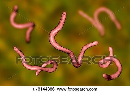 Stock Photograph - Ancylostoma hookworm, illustration. Fotosearch