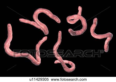 Stock Photography - Ancylostoma hookworm, illustration. Fotosearch