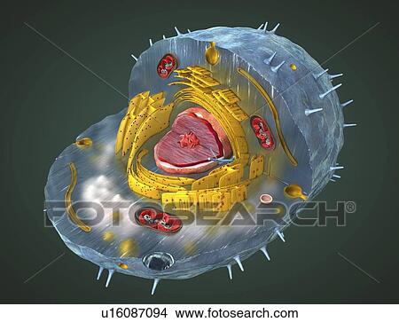 Animal cell, illustration View Large Photo Image Picture - Animal cell, illustration. Fotosearch