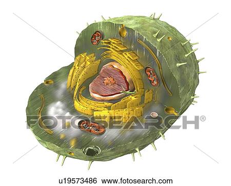 Stock Photograph - Animal cell, illustration. Fotosearch