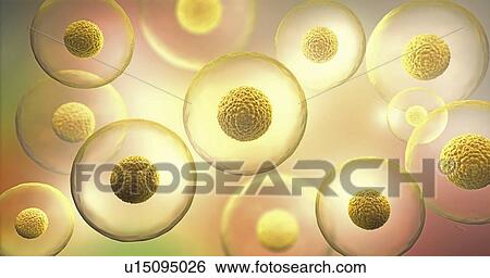 Stock Photograph - Animal cells, illustration. Fotosearch