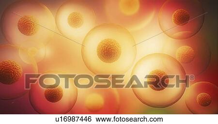 Stock Photograph - Animal cells, illustration. Fotosearch