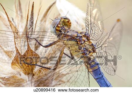 Anisoptera View Large Photo Image Stock Photograph - Anisoptera. Fotosearch