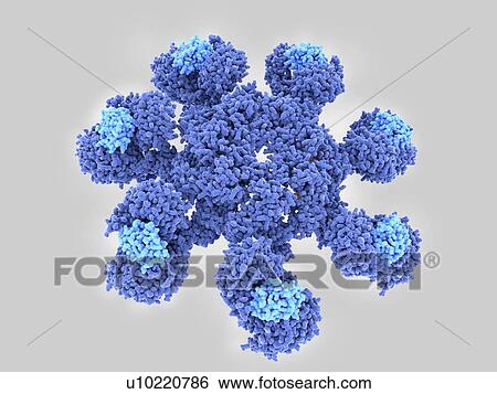 Stock Photograph - Apoptosome cell death protein, molecular model. Fotosearch