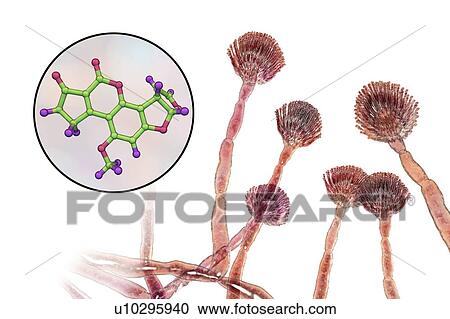 Stock Image - Aspergillus fungus and aflatoxin B1 molecule, illustration. Fotosearch