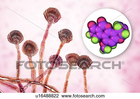 Aspergillus fungus and aflatoxin B1 molecule, illustration View Large Photo Image Stock Image - Aspergillus fungus and aflatoxin B1 molecule, illustration. Fotosearch