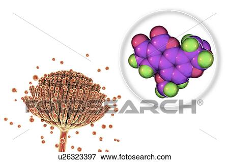 Aspergillus fungus and aflatoxin B1 molecule, illustration View Large Photo Image Stock Photo - Aspergillus fungus and aflatoxin B1 molecule, illustration. Fotosearch