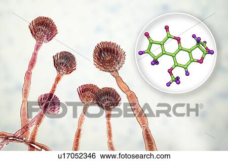 Aspergillus fungus and aflatoxin B1 molecule, illustration View Large Photo Image Stock Photograph - Aspergillus fungus and aflatoxin B1 molecule, illustration. Fotosearch