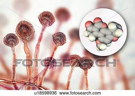 Aspergillus fungus and aflatoxin B1 molecule, illustration View Large Photo Image Stock Photograph - Aspergillus fungus and aflatoxin B1 molecule, illustration. Fotosearch