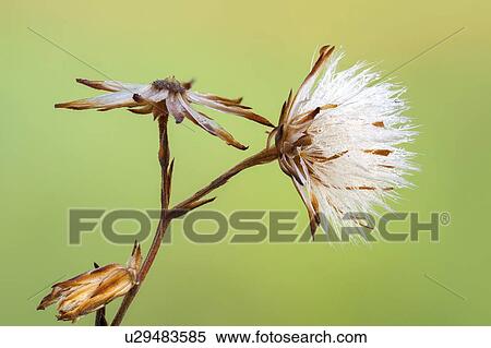 Stock Photography - Asteraceae seedhead. Fotosearch