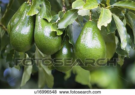 Stock Photo - Avocado tree. Fotosearch