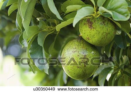 Stock Photo - Avocado tree. Fotosearch