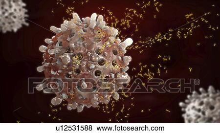 B cells and antibodies, illustration View Large Photo Image Stock Photo - B cells and antibodies, illustration. Fotosearch