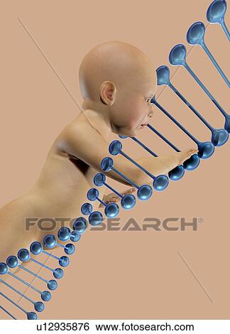 Baby and dna, illustration View Large Photo Image Stock Photograph - Baby and dna, illustration. Fotosearch