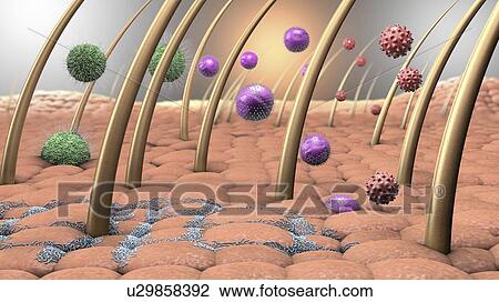 Bacteria and viruses on human skin, illustration View Large Photo Image Stock Image - Bacteria and viruses on human skin, illustration. Fotosearch