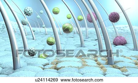 Bacteria and viruses on human skin, illustration View Large Photo Image Stock Photo - Bacteria and viruses on human skin, illustration. Fotosearch