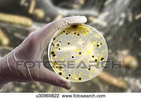 Stock Image - Bacterial and fungal cultures, composite image. Fotosearch