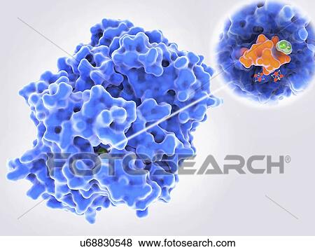 Stock Photo - Bacterial dehalogenase enzyme, illustration. Fotosearch
