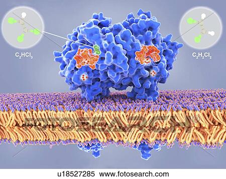 Stock Photography - Bacterial dehalogenase enzyme, illustration. Fotosearch
