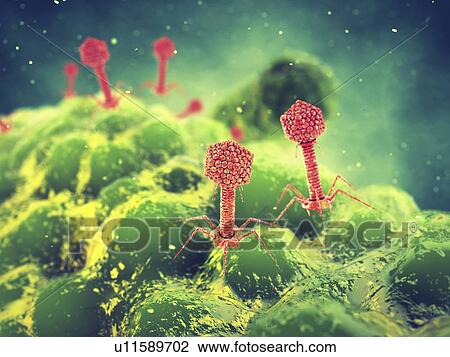 Bacteriophages, illustration View Large Photo Image Stock Image - Bacteriophages, illustration. Fotosearch