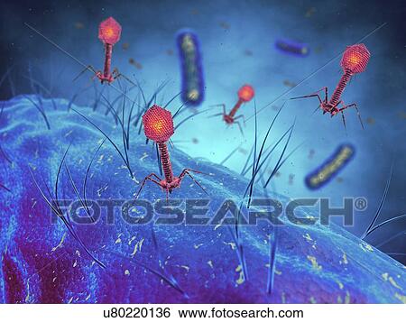 Bacteriophages, illustration View Large Photo Image Stock Photograph - Bacteriophages, illustration. Fotosearch