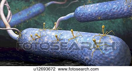 Stock Image - Bacteriophages infecting bacteria, illustration. Fotosearch