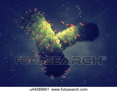 Stock Image - Bacteriophages infecting bacteria, illustration. Fotosearch