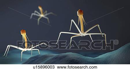 Bacteriophages infecting bacterium, illustration View Large Photo Image Stock Image - Bacteriophages infecting bacterium, illustration. Fotosearch