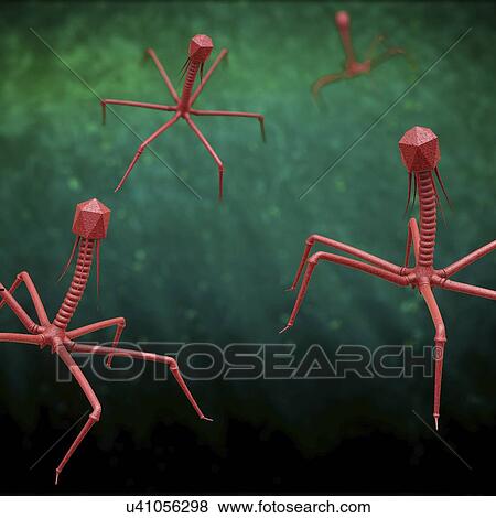Stock Photo - Bacteriophages infecting bacterium, illustration. Fotosearch