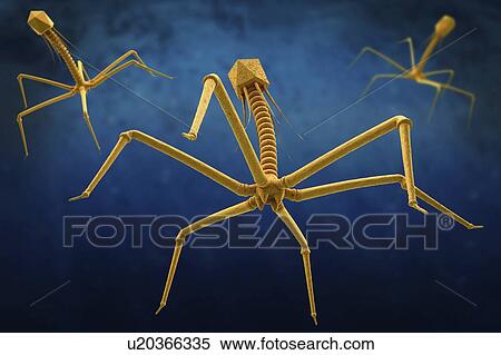 Stock Photography - Bacteriophages infecting bacterium, illustration. Fotosearch